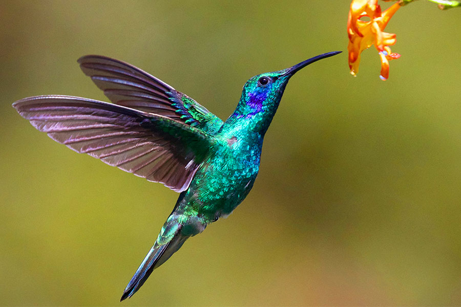 Die Colibri-Kollektion der BRAUN AG steht für bunte Vielfalt